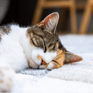 Pet stains on carpet