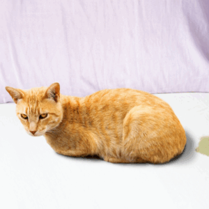 Pet stains on carpet