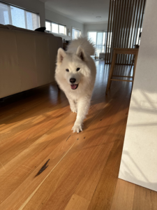 Hardwood Floor Cleaning